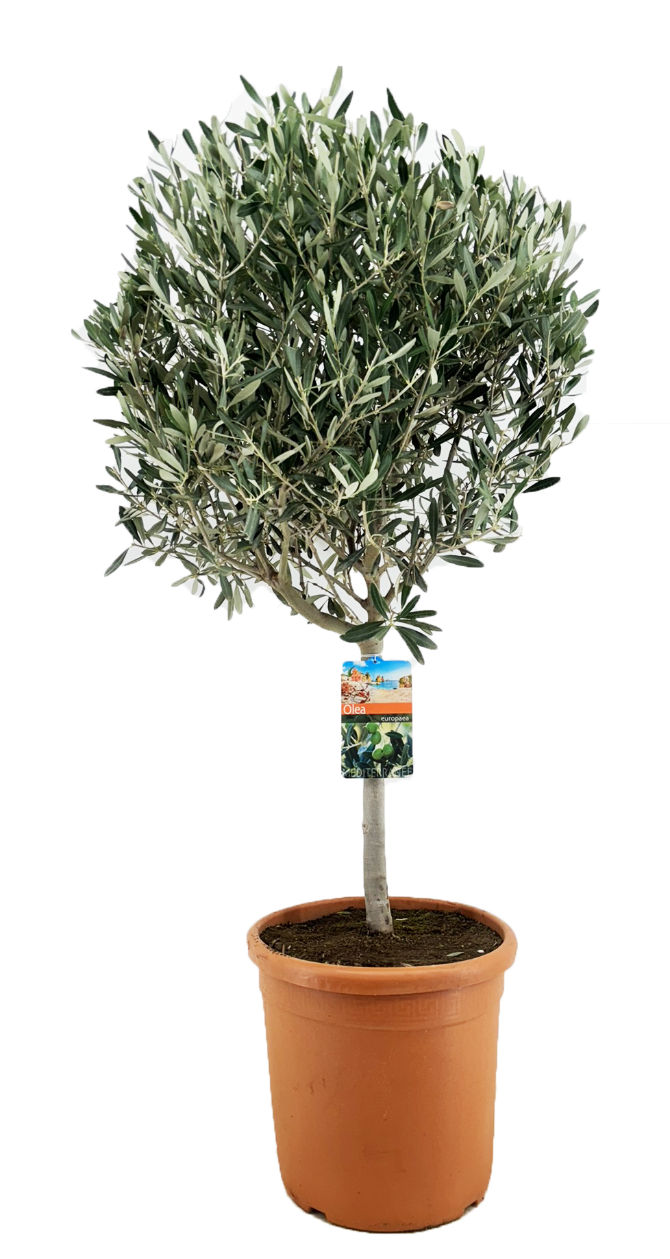 Picture of Olea europaea P32 (15 Ltr) Std 45+cm. Bol 50+cm (LOOSE)