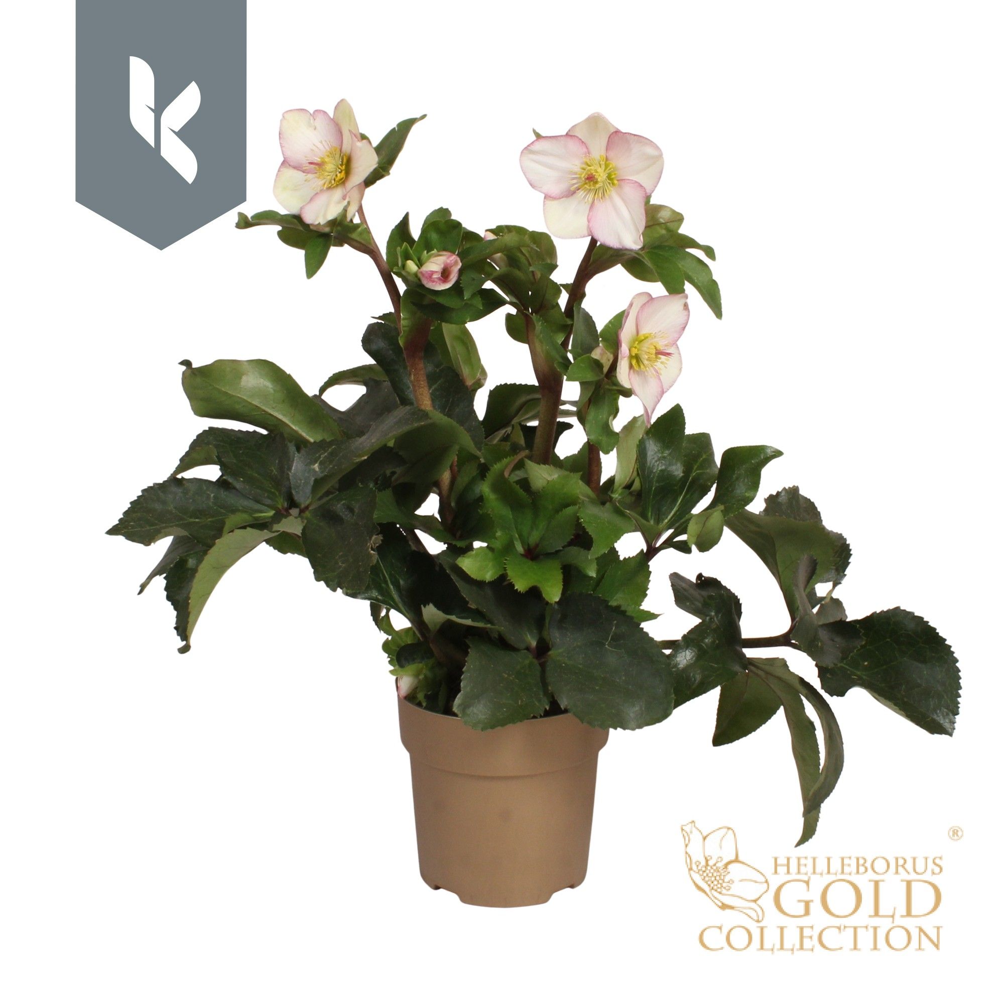 Helleborus HGC Helleborus Ice N Roses Picotee in goud