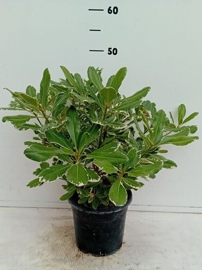 Pittosporum tobira ‘Variegata'