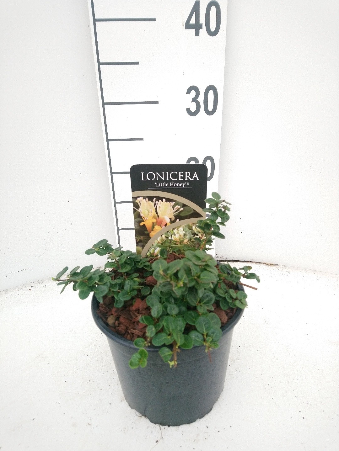 Lonicera crassifolia 'Little Honey'