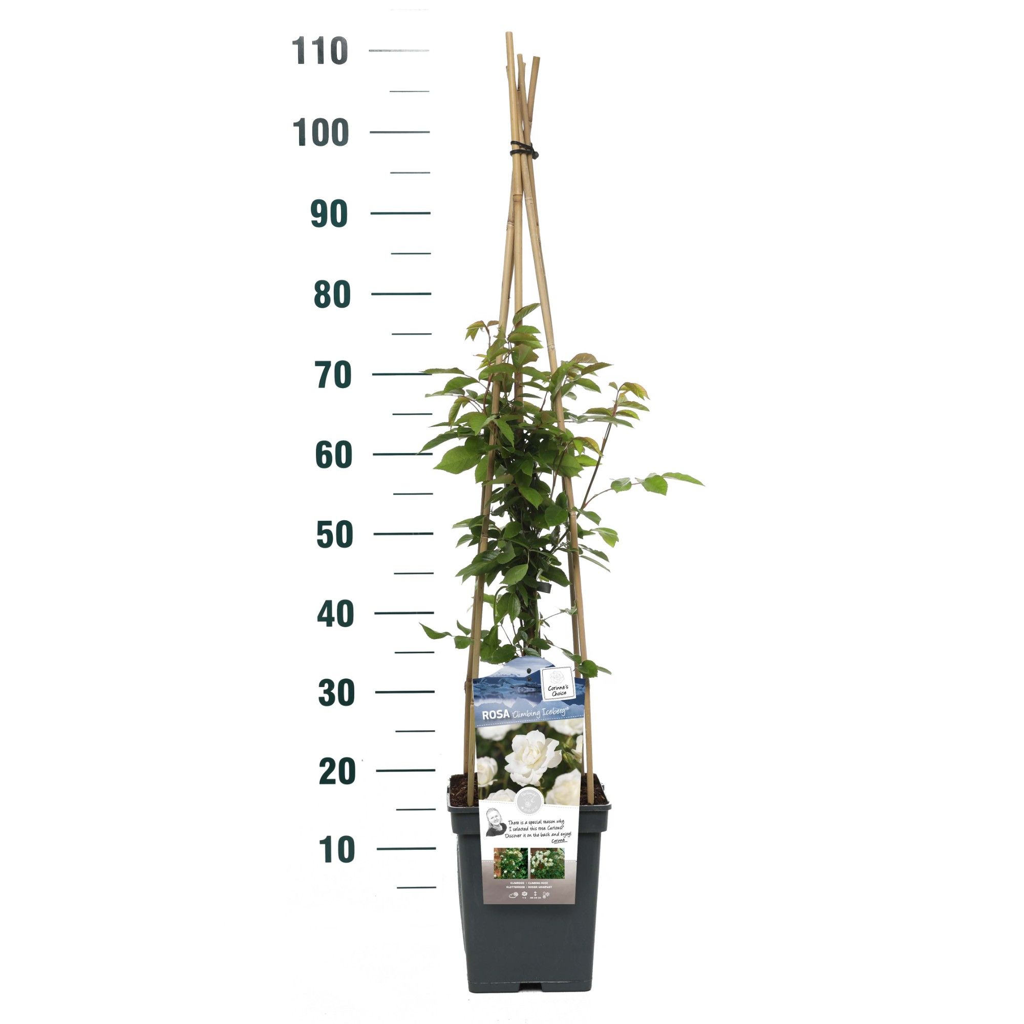 Rosa 'Climbing Iceberg' - Klim - VP5 - Exclusive Collection