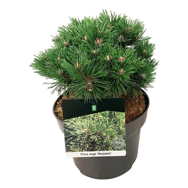 Picture of Pinus mugo 'Benjamin'