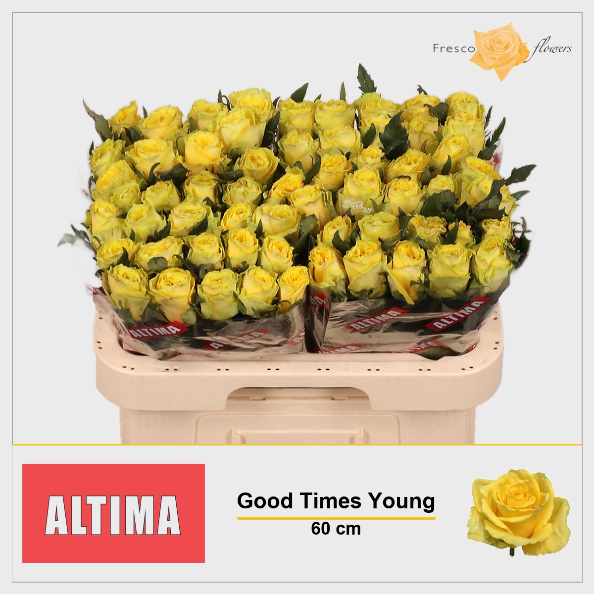 Rosa Good Times 60cm