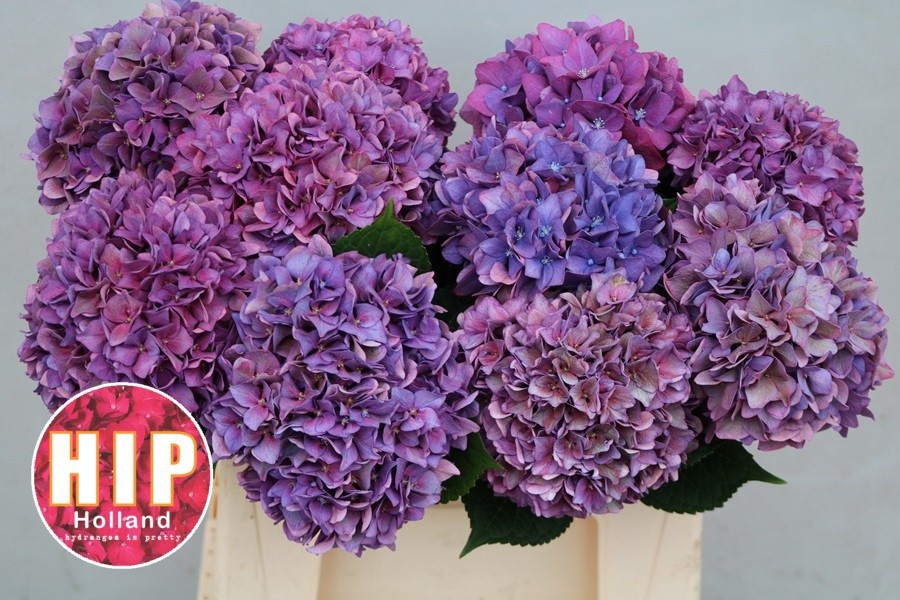 Hydrangea Rodeo Classic Pink 40cm 13Ø
