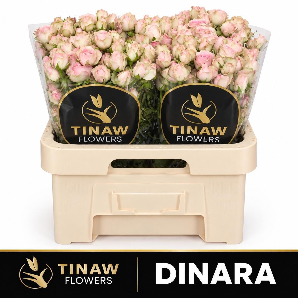 Rosa Spr Dinara 60cm