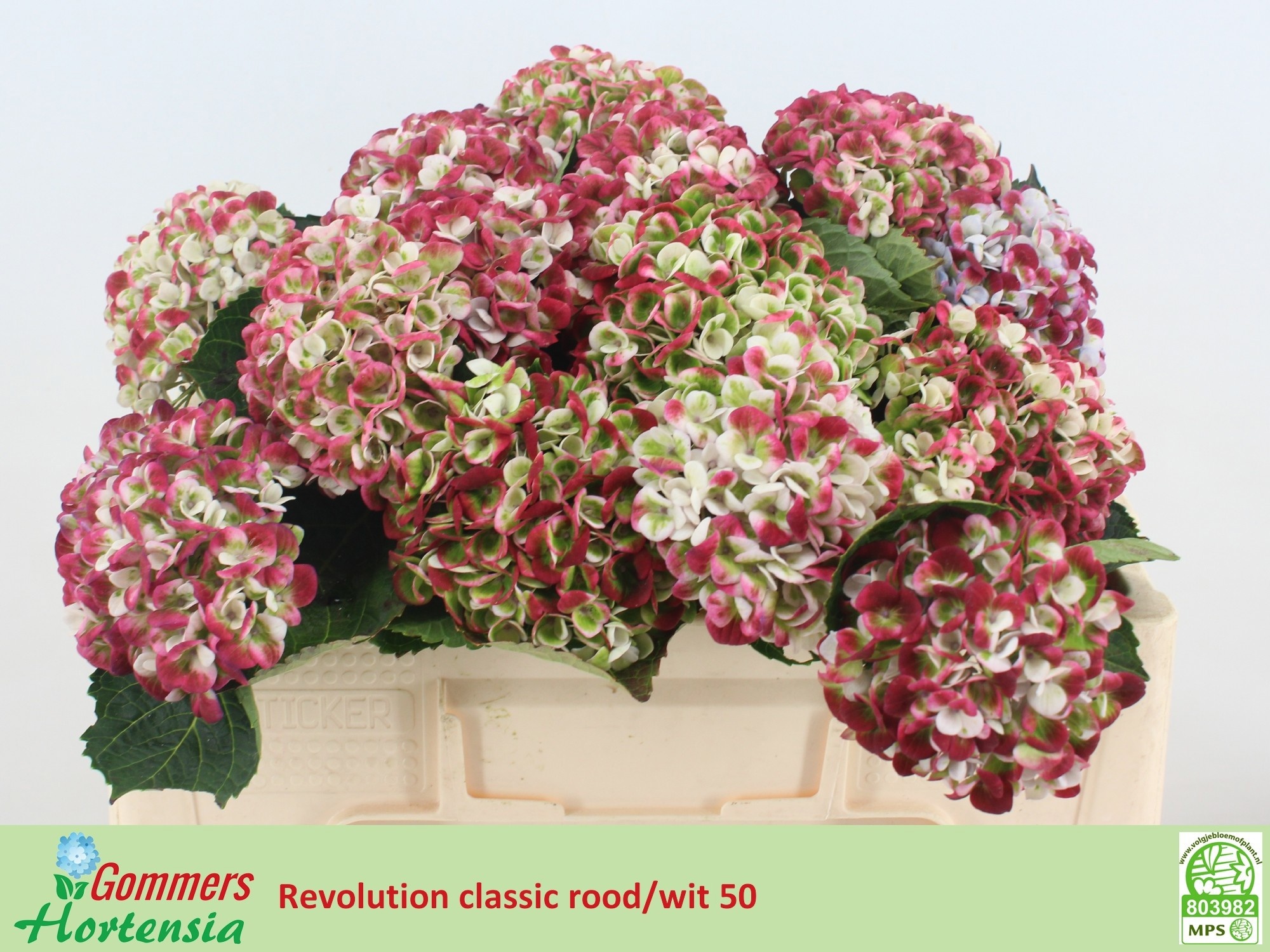 Hydrangea Revolution Pink/green 50cm 13Ø