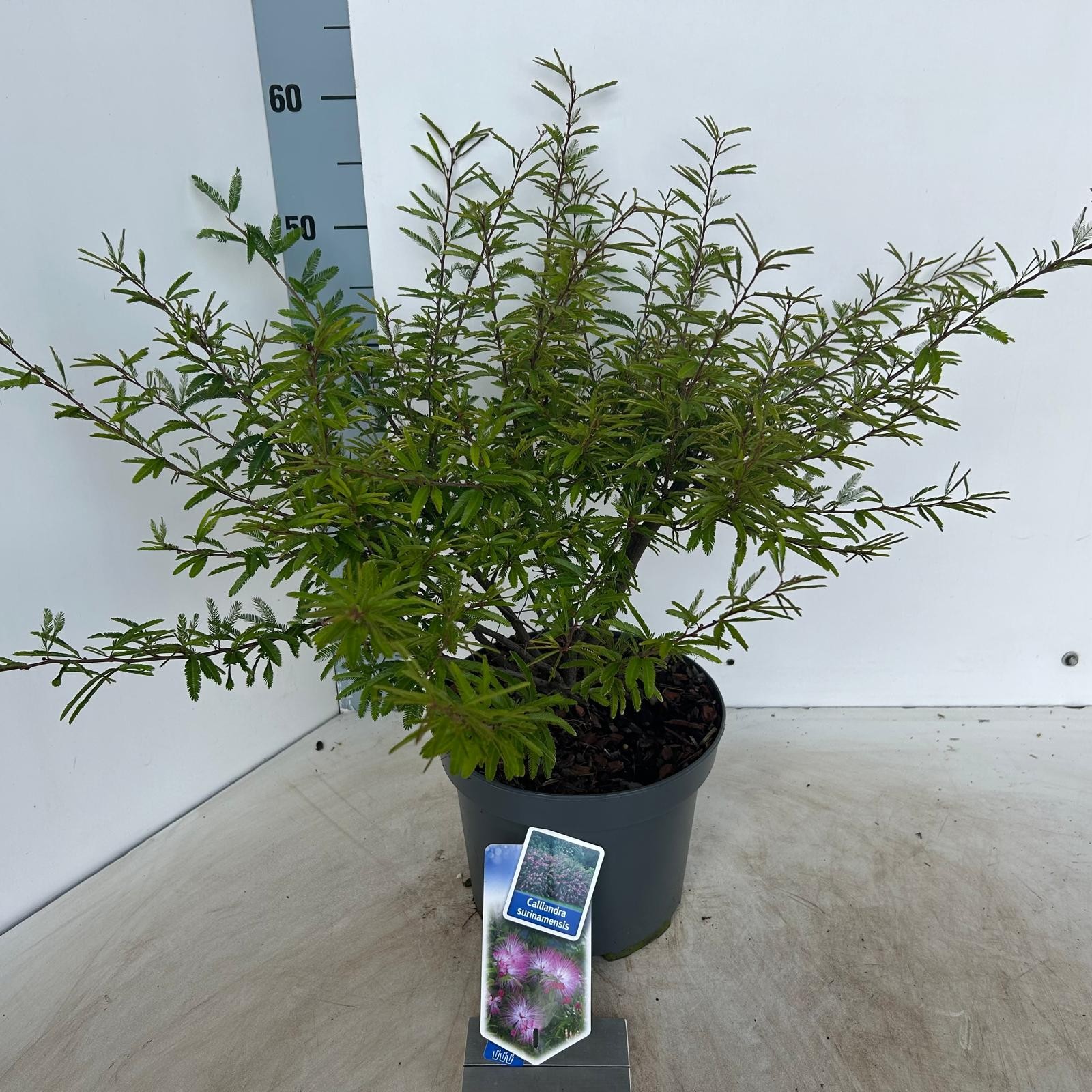 Picture of Calliandra surinamensis Dixie Pink P23 (5 Ltr)