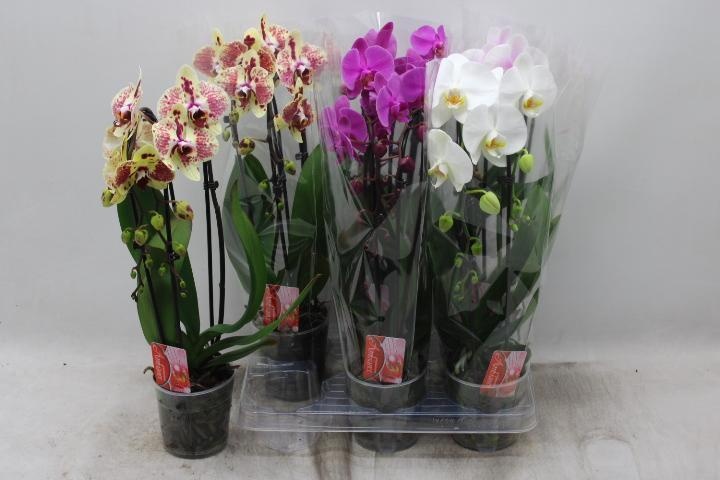 Phal El Cascade 12Ø 45cm