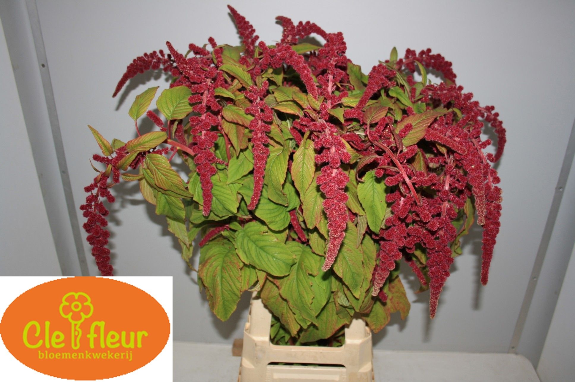 Amaranthus Hang Lovely Bleed 80cm