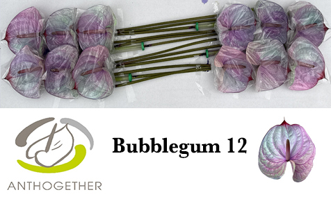 Anth A Klb 'bubblegum' H% 12