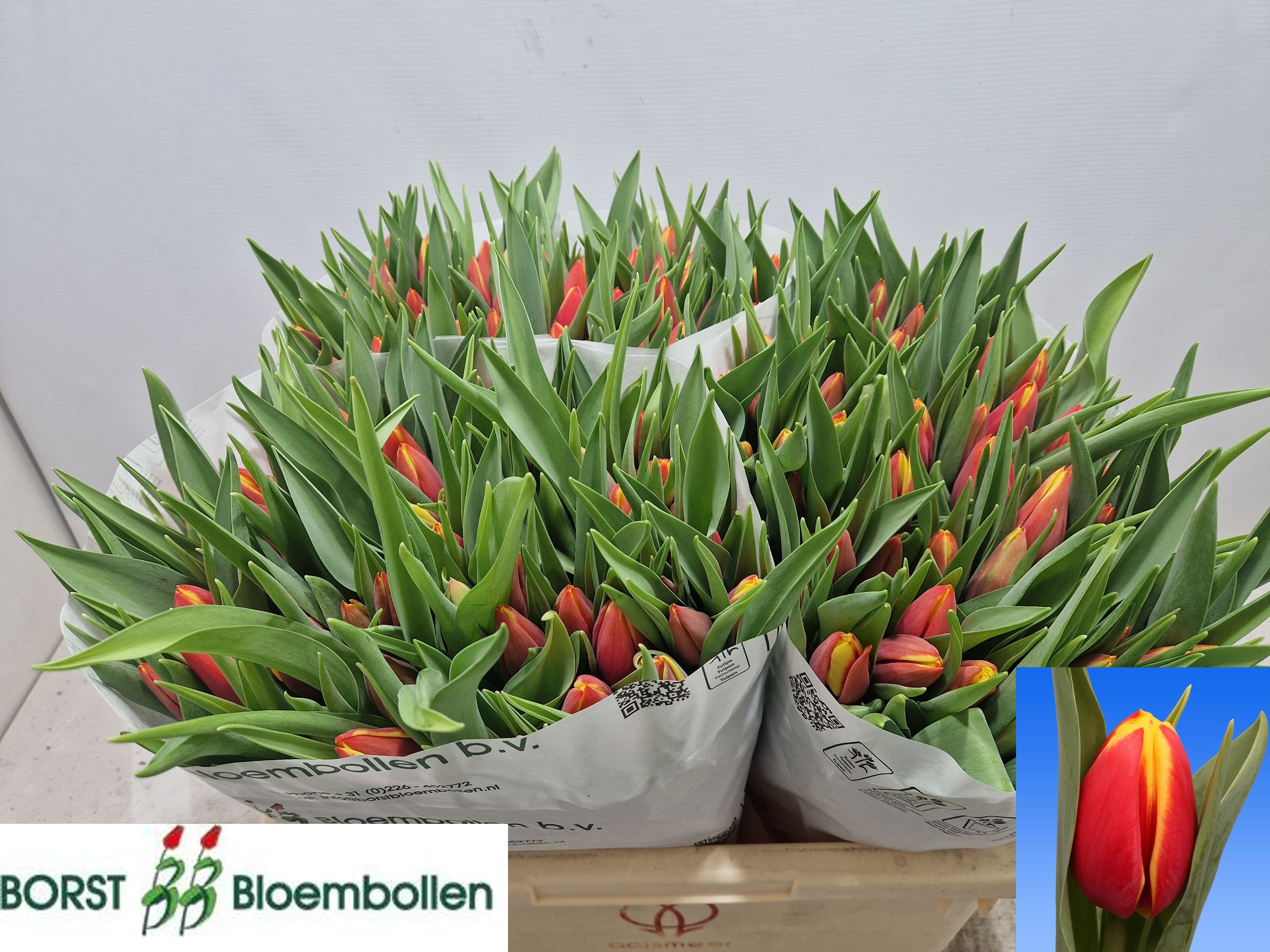Tulipa Tarzan 38cm 38gram