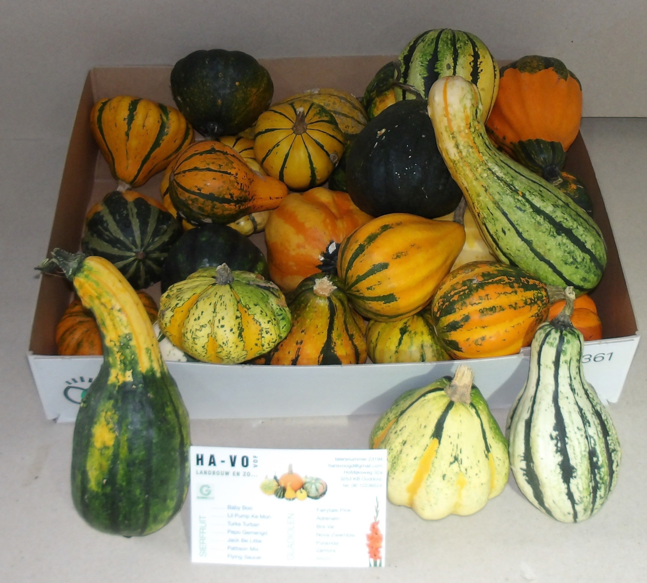 Cucurbita Maya Mix