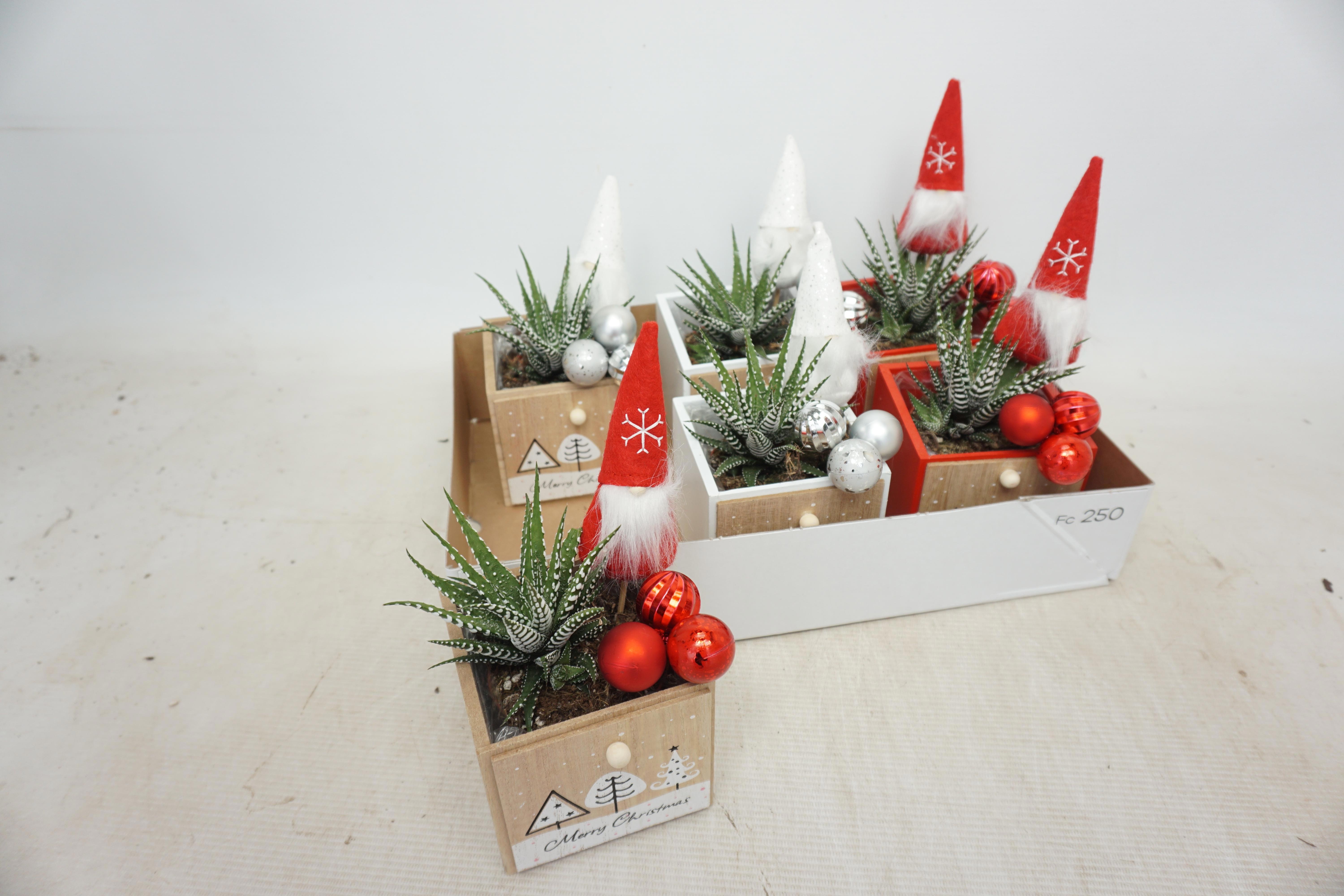 Haworthia Big Band