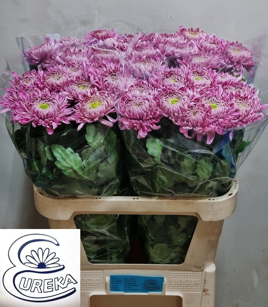 Chrys Single Holiday 80cm 80gram