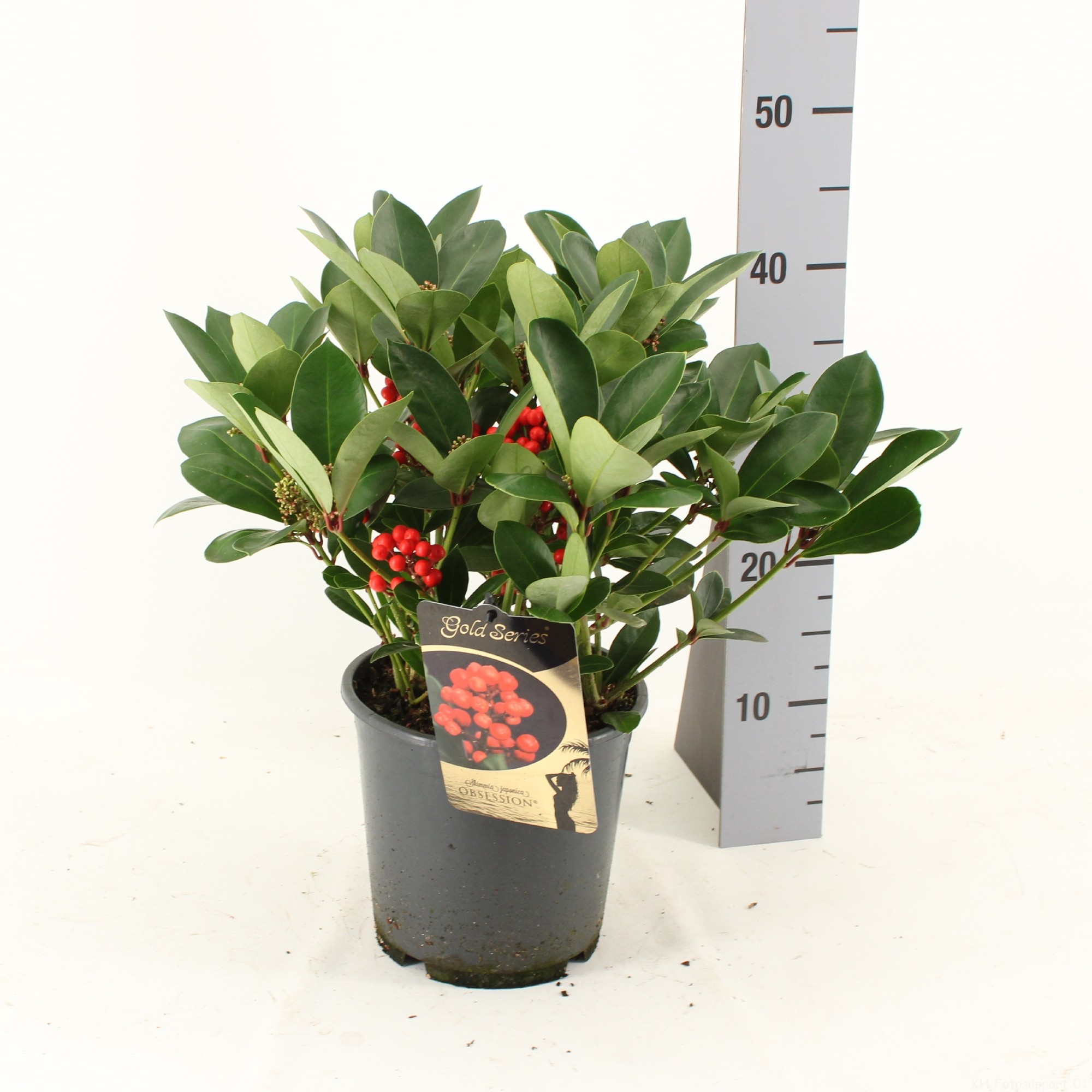 Picture of Skimmia japonica OBSESSION ® met bes en bloem P19 (LOOSE)