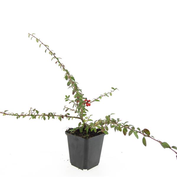 Picture of Cotoneaster suec. Coral Beauty P9