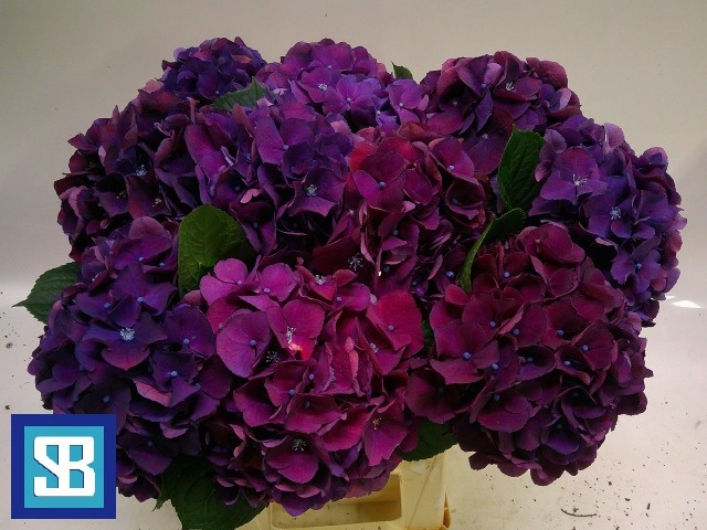 Hydrangea Royal King 60cm 16Ø