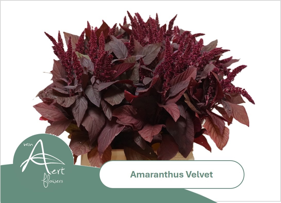 Amar Cr Velvet 50L.cm 23bloei