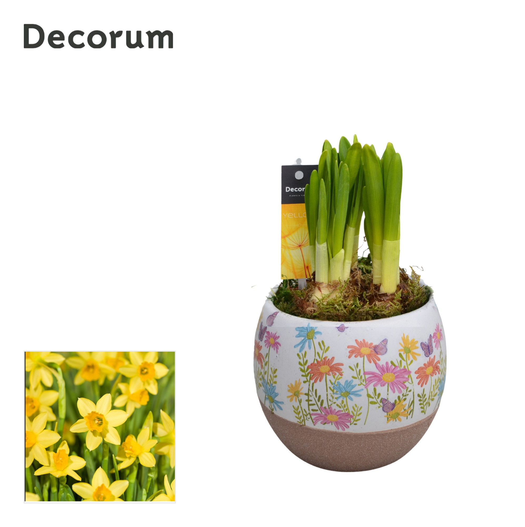 Picture of Narcissus Colori GM HL14437 P9 16CM