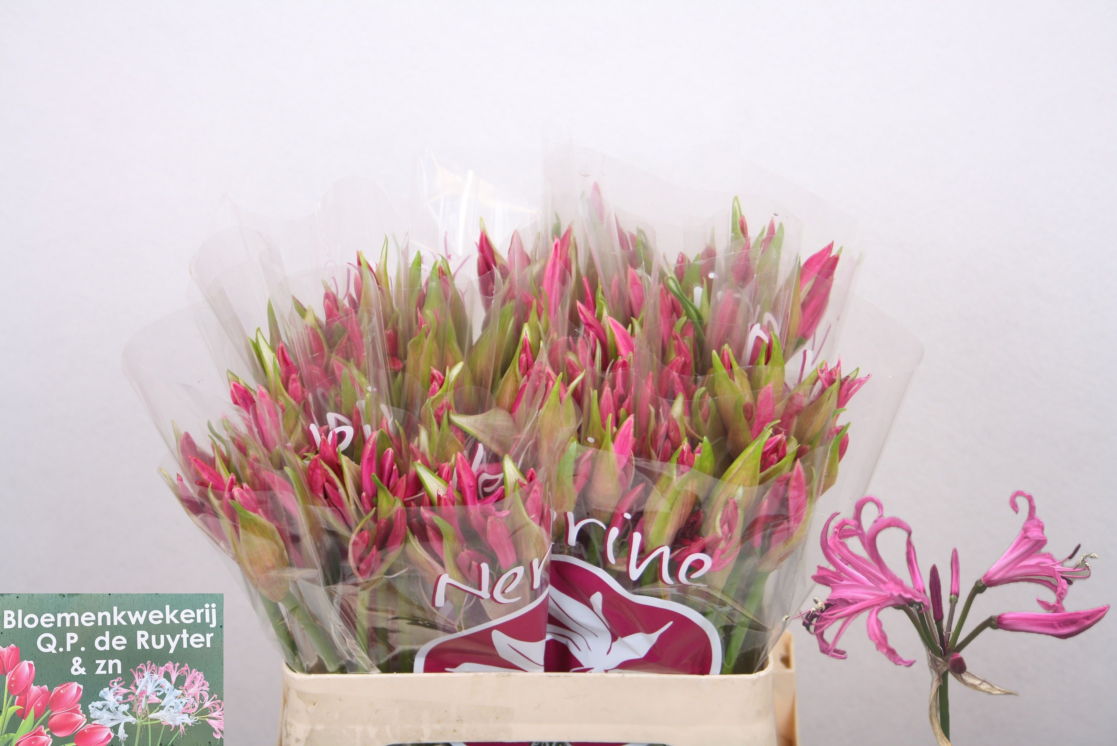 Nerine Ras Van Roon 50cm