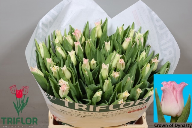 Tulipa Lily Crown Dynasty 40cm 34gram