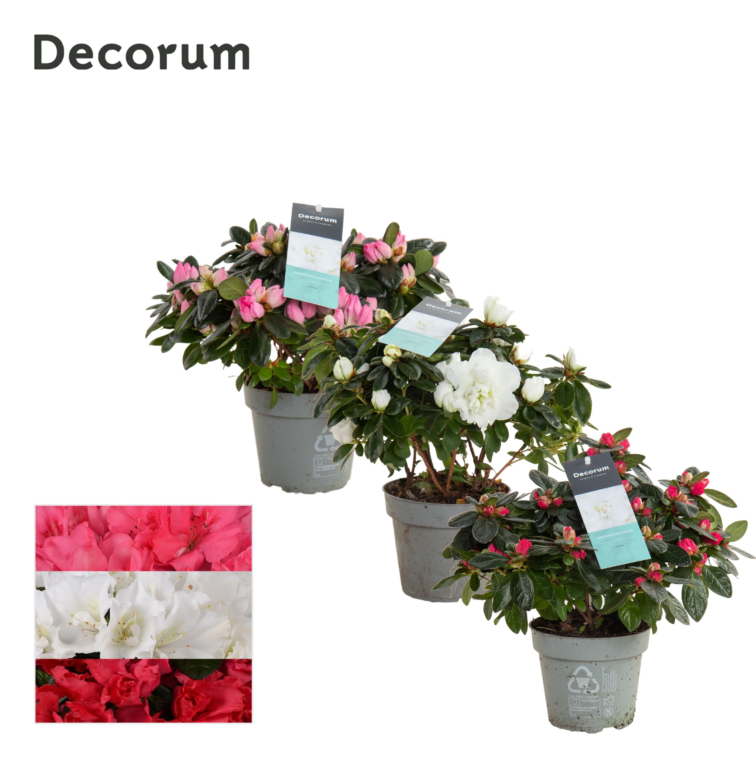 Picture of Rhododendron simsii (Azalea) in varieties - Decorum P13 25CM