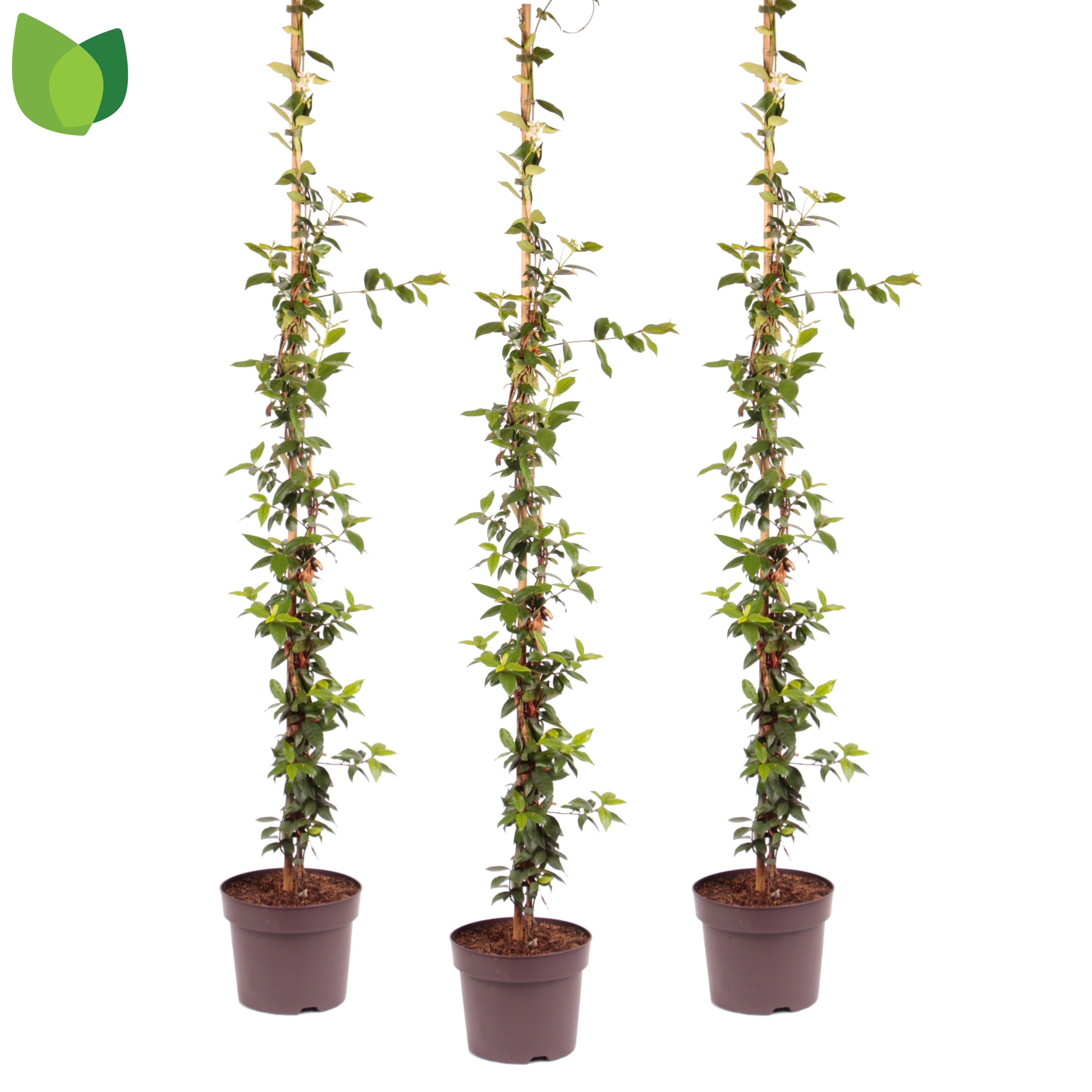 Trachelospermum jasminoides