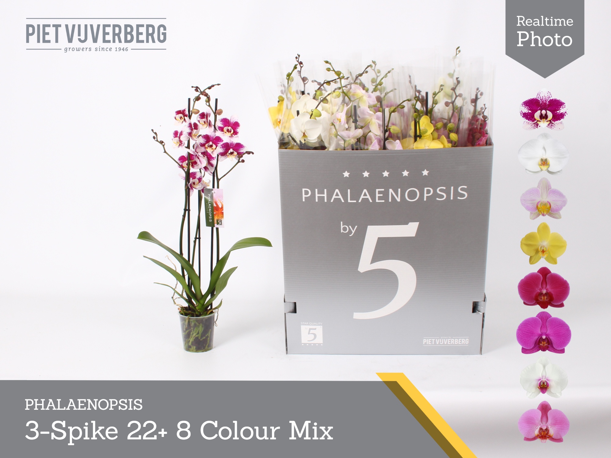 Phal Gem 8 Kl 12P 70H 3TAK 22bloem 23bloei