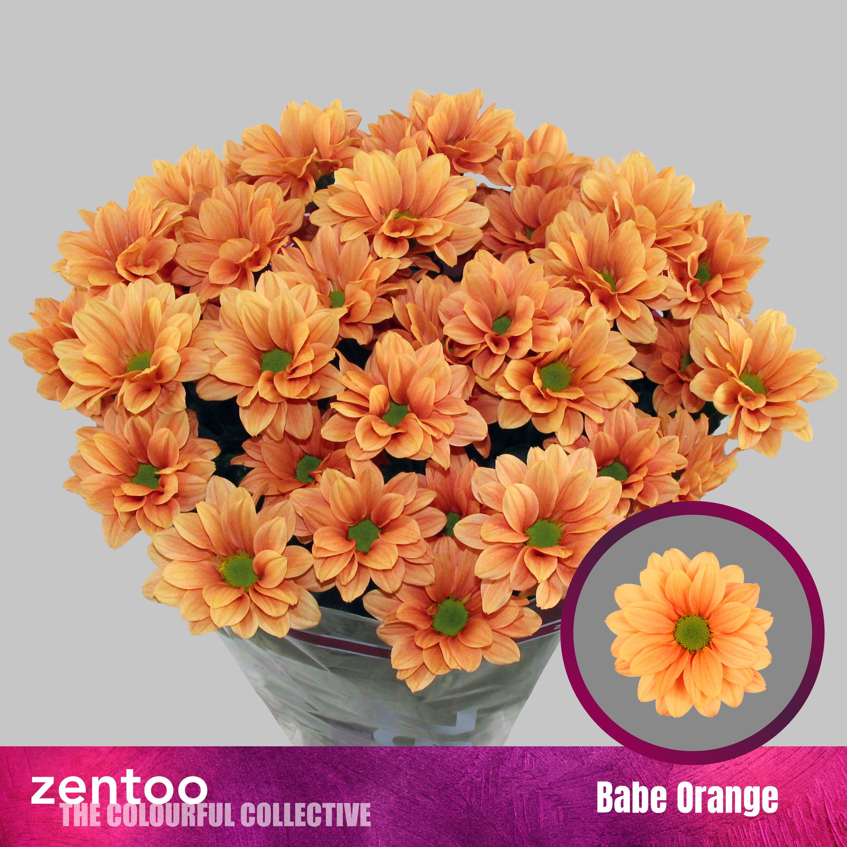 Chr T Babe Orange