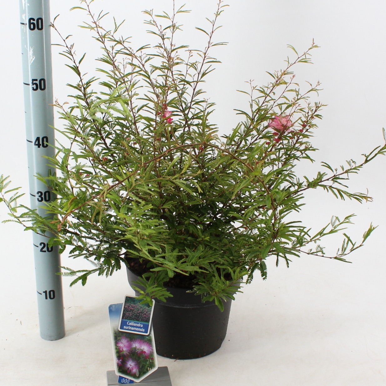 Picture of Calliandra surinamensis 'Dixie Pink'