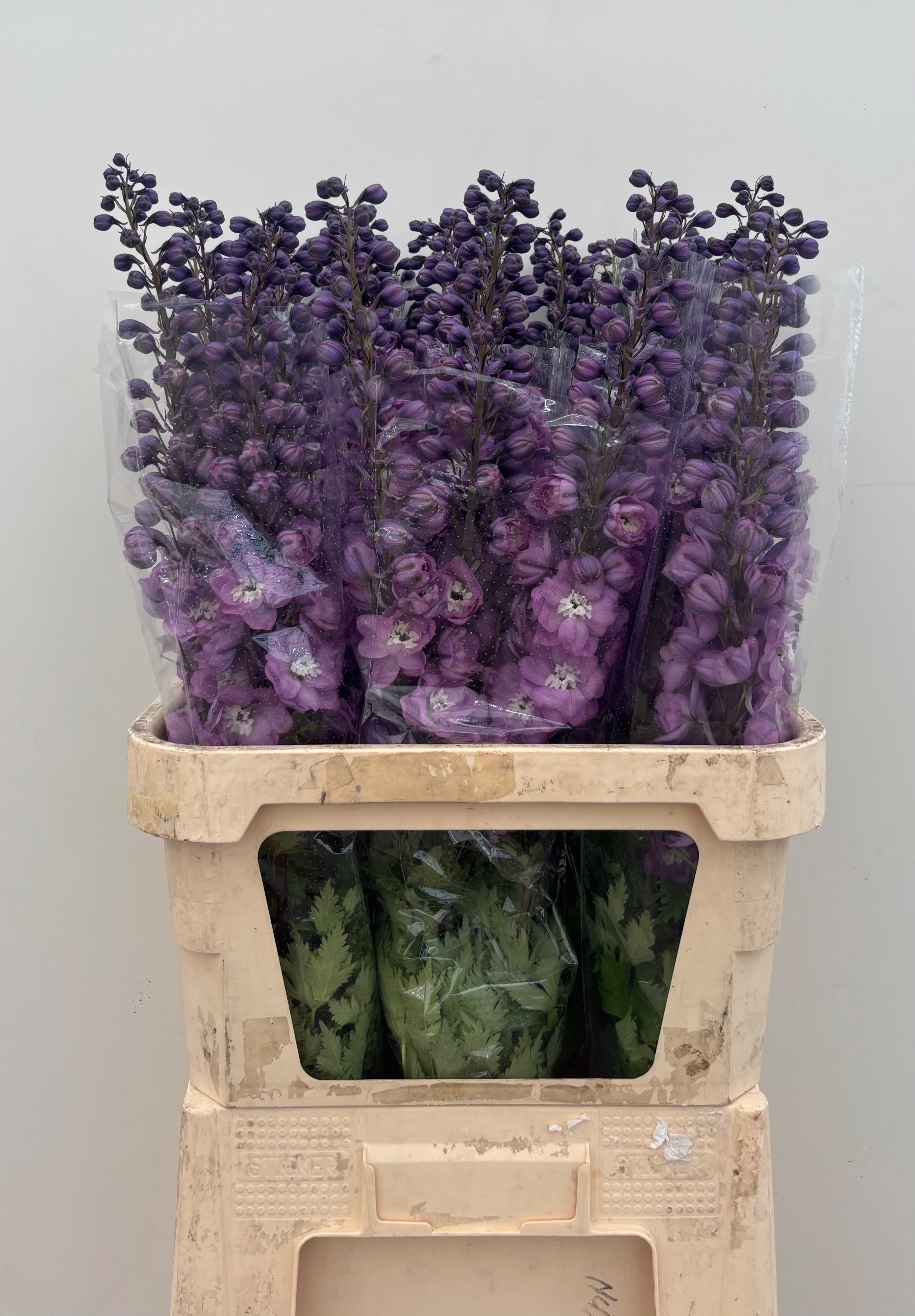Delphinium El Double Dewi Hercules 90cm