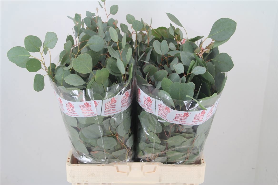 Eucalyptus Bnch Polyanthemos 60cm 200gram
