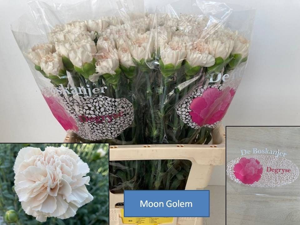 Dianthus St Moon Golem 60cm