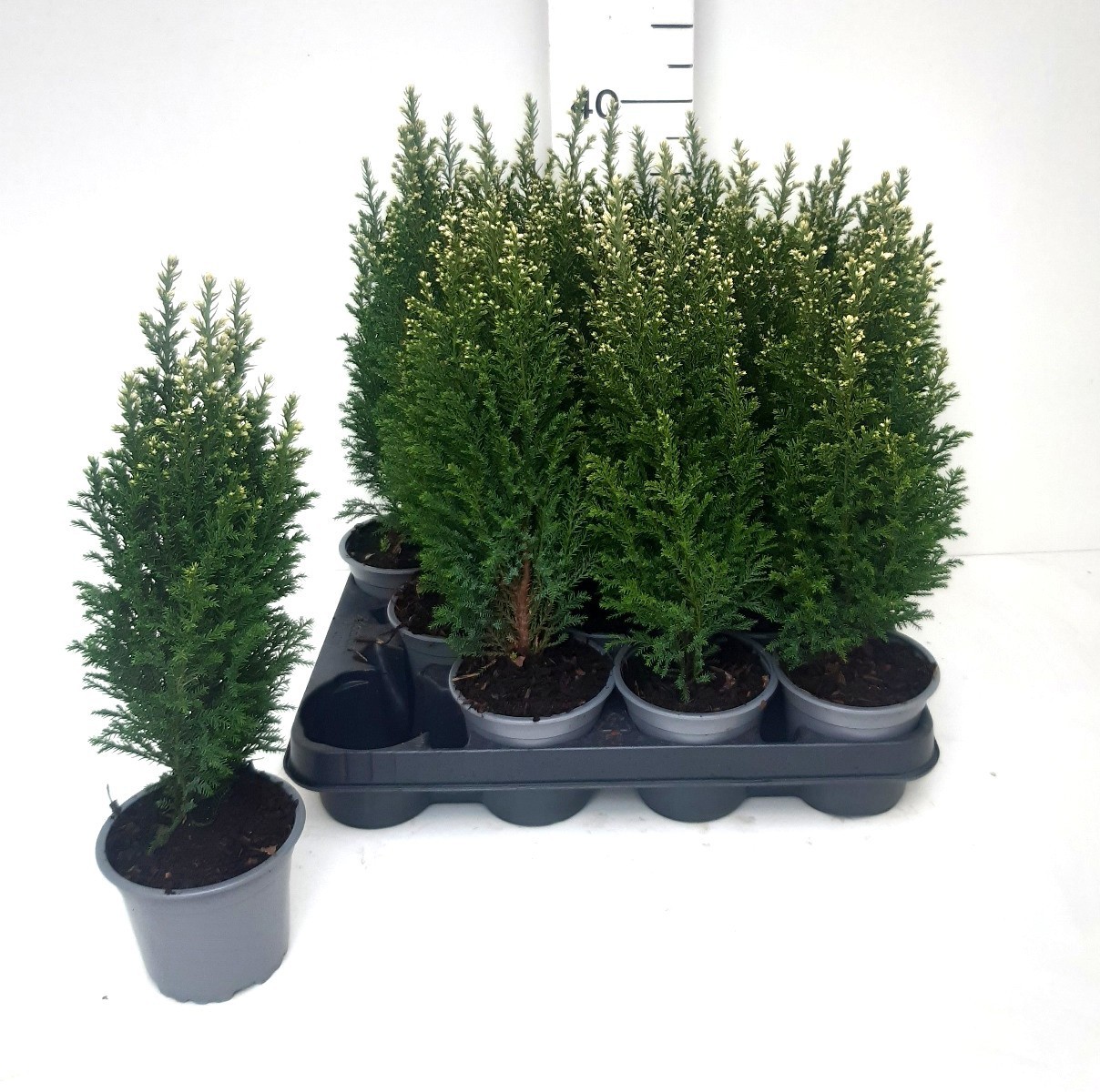 Chamaecyparis lawsoniana 'Snow White'