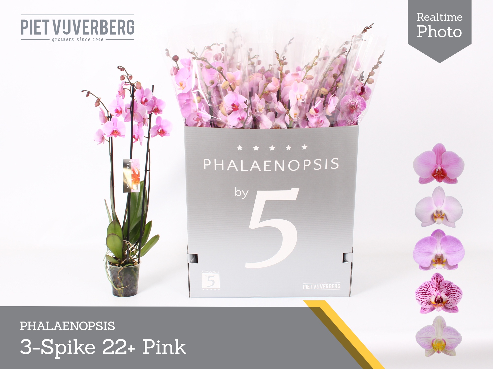 Phal Ov Roze 12Ø 80cm