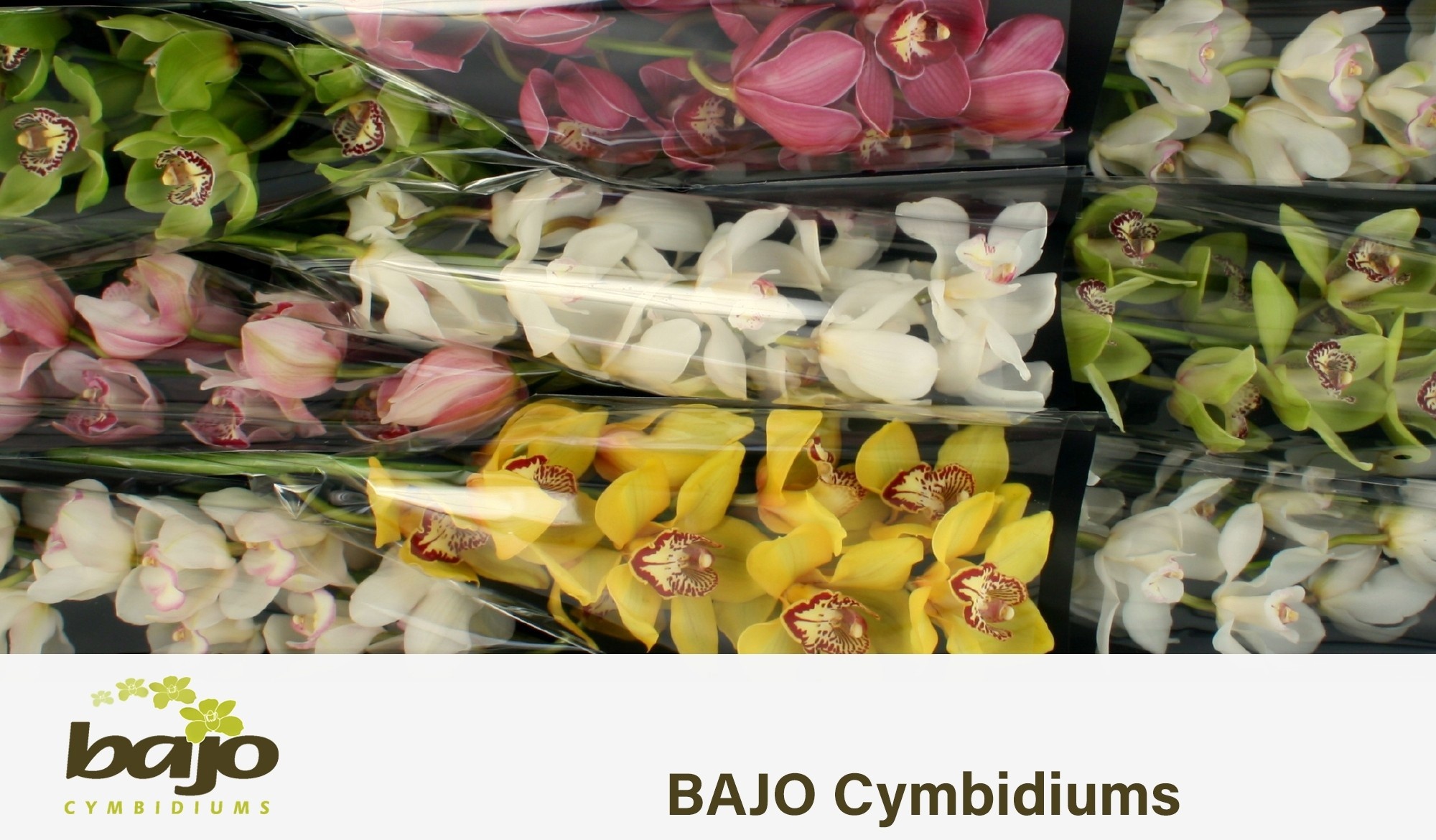 Cymbidium Asst 9bl