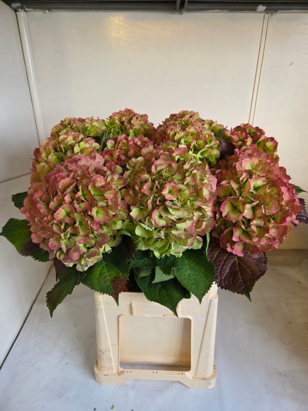 Hydrangea Verena Classic Pink 80cm 23Ø