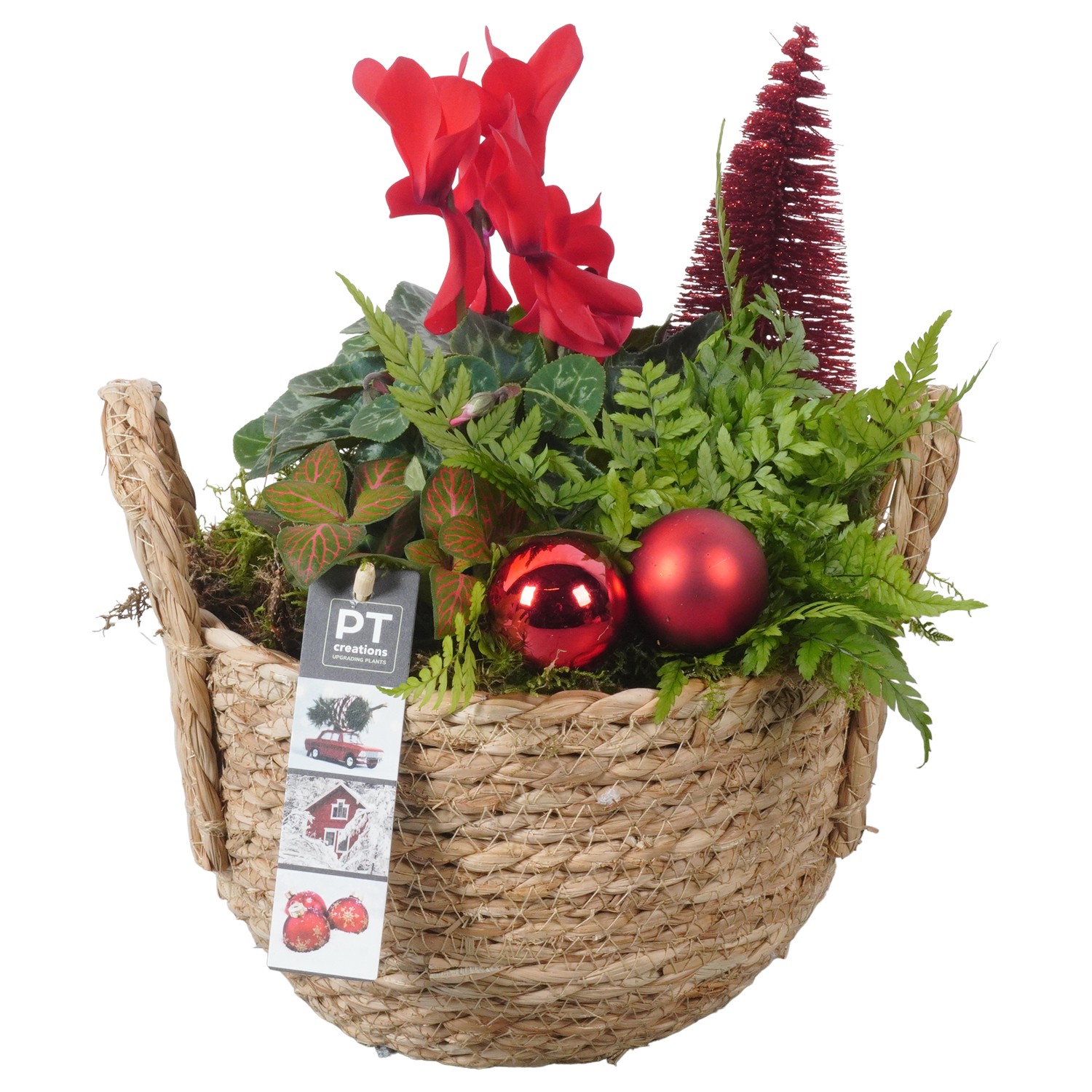 Picture of PTKB9327 Arrangement X-Mas in grass basket P20 29CM