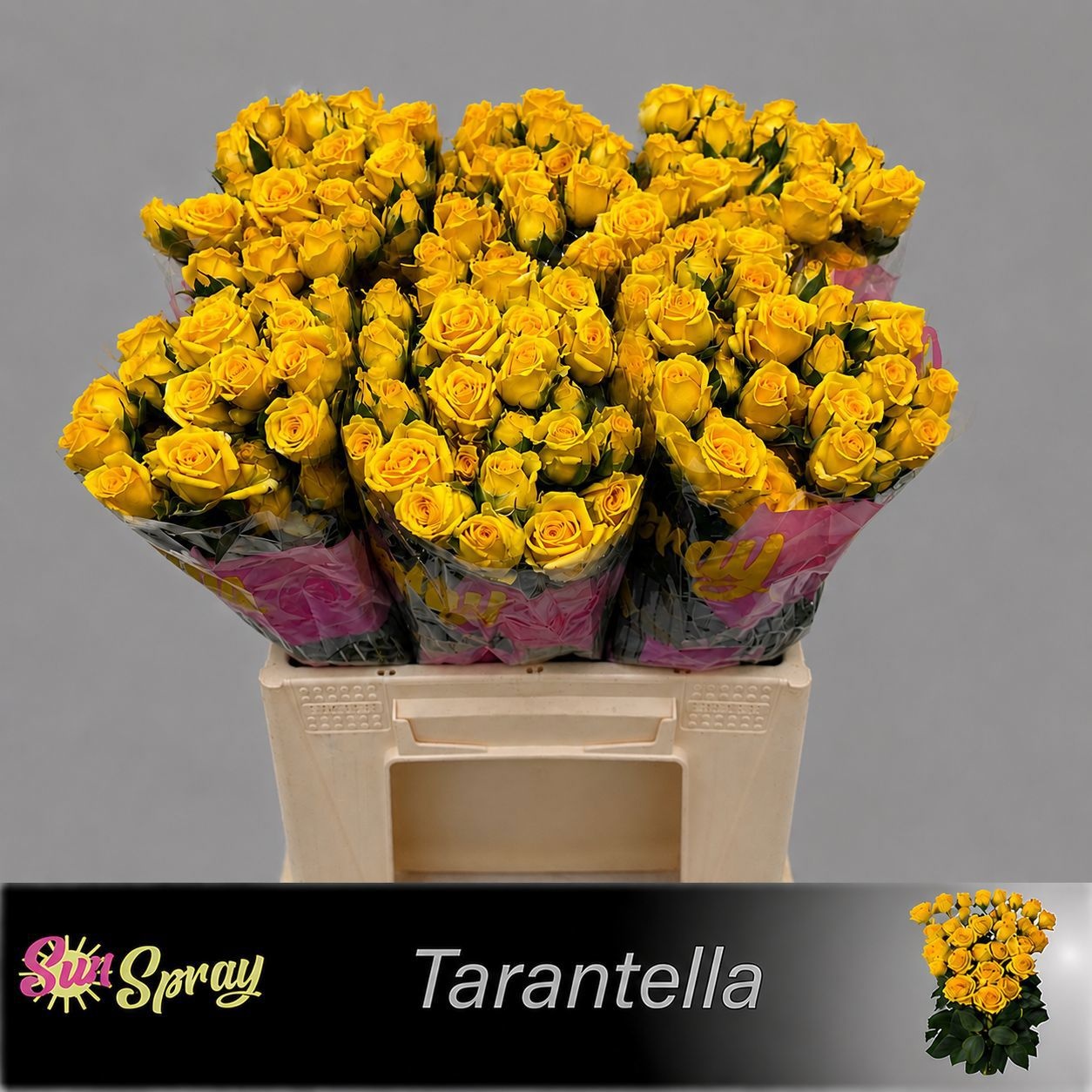 Rosa Spr Tarantella 40cm
