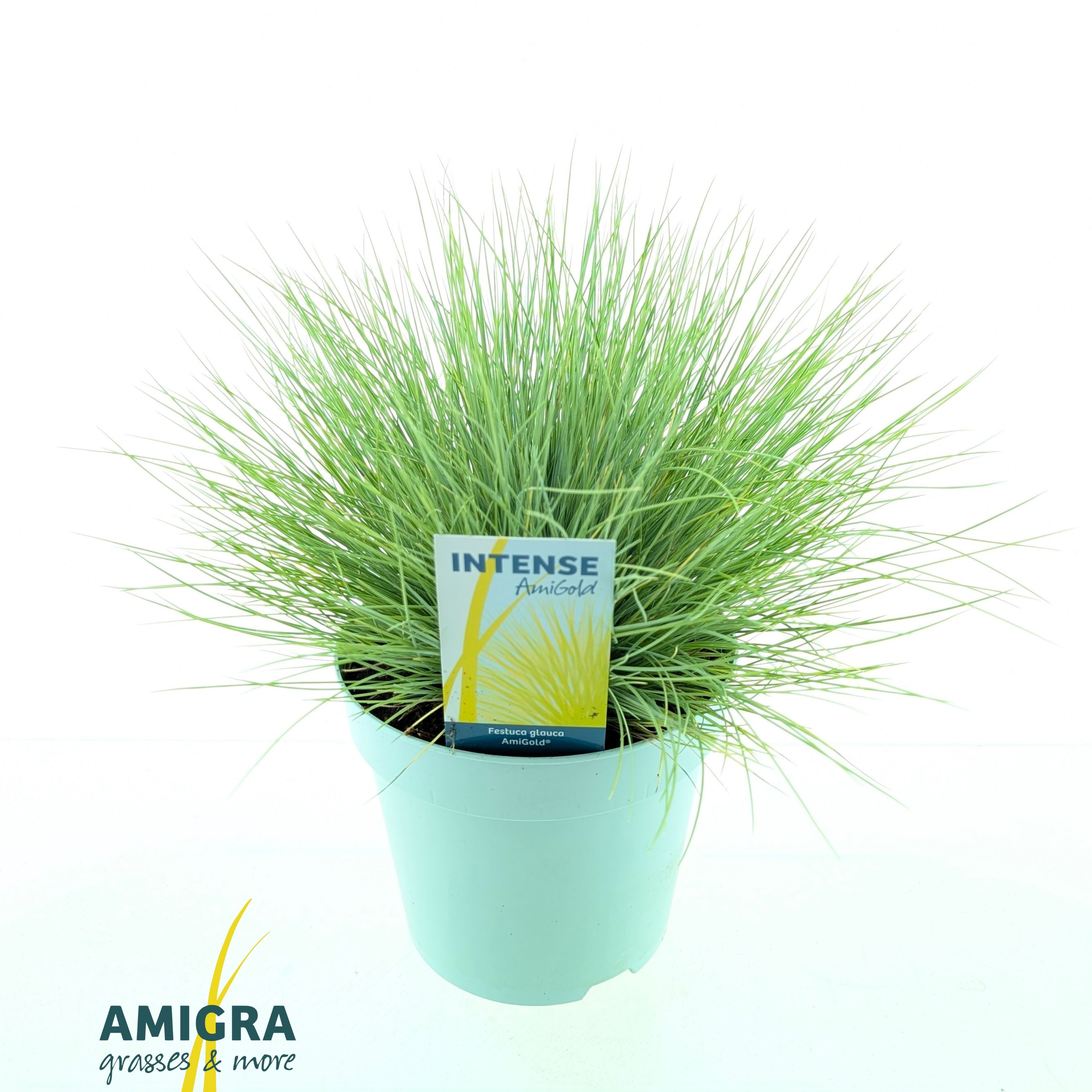 Picture of Festuca glauca AmiGold®