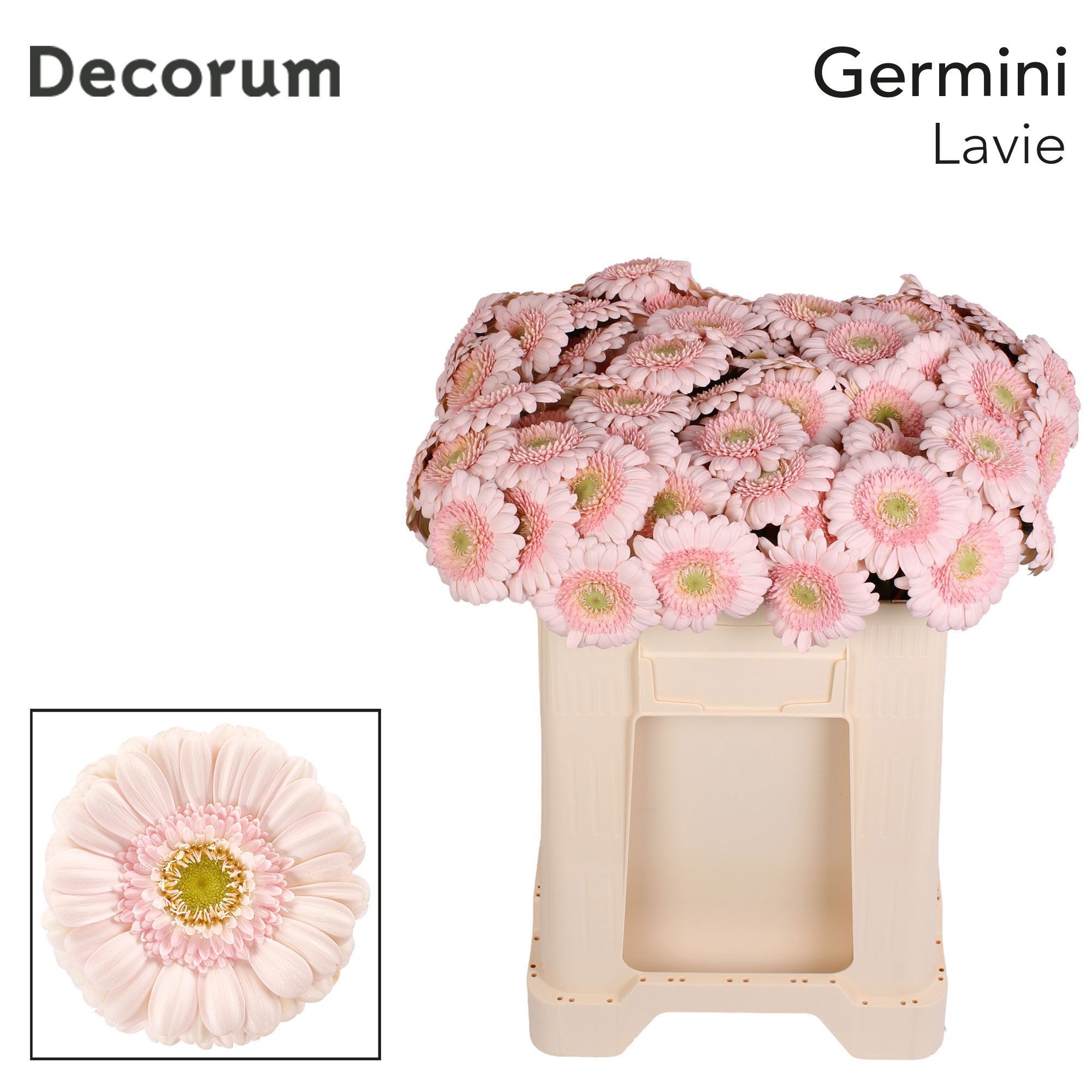 Ge Mi Lavie 50cm 7Ø