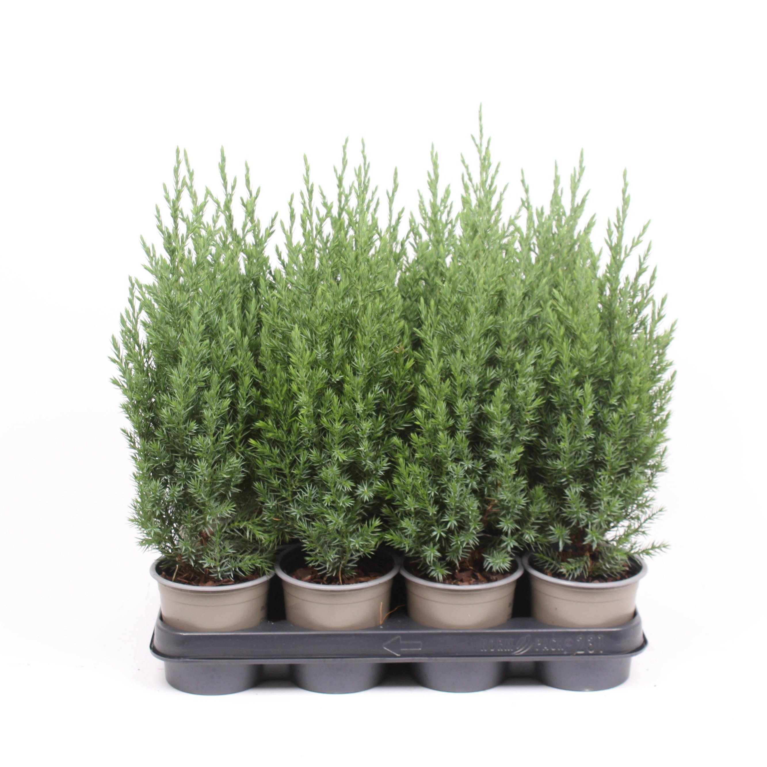 Juniperus chinensis 'Stricta'