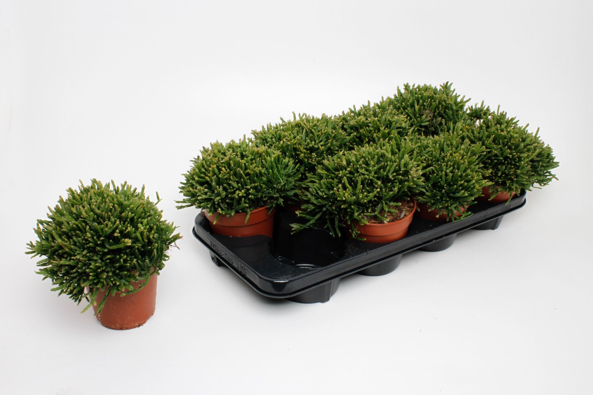 Rhipsalis Ewaldiana 12Ø 15cm