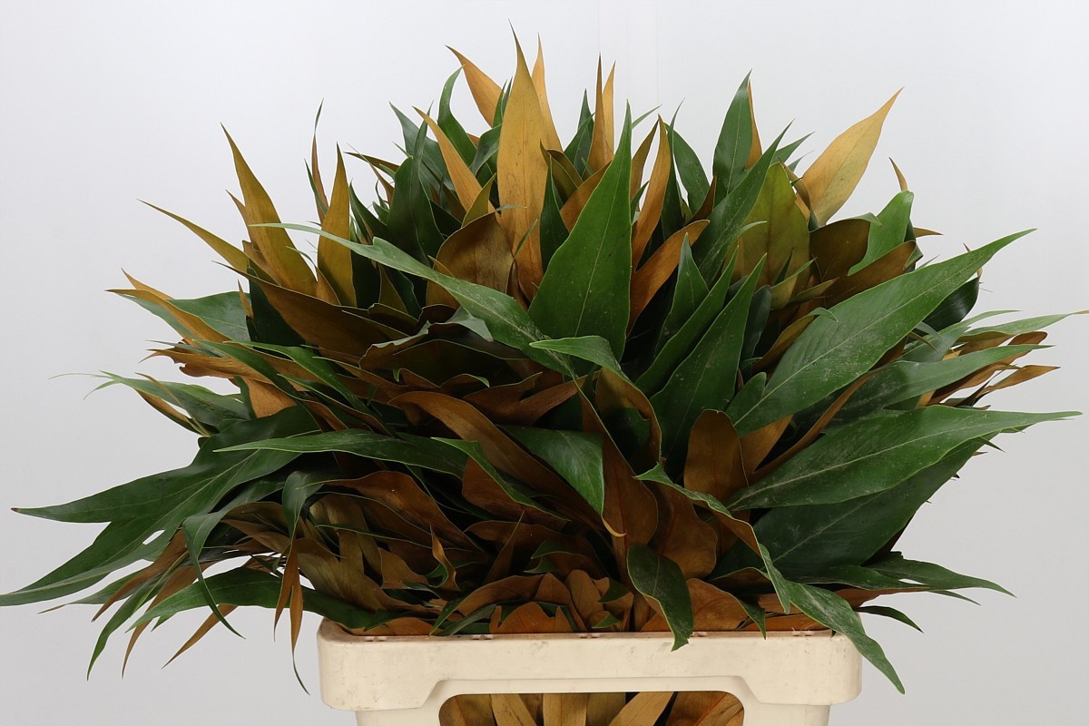 Grevi Baileyana 60cm