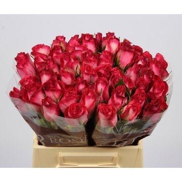 Rosa Nicoletta 40cm