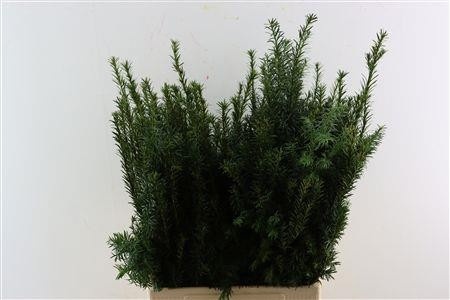 Taxus B Fastigiata 80cm