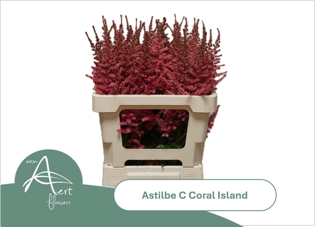 Astil C Coral Island