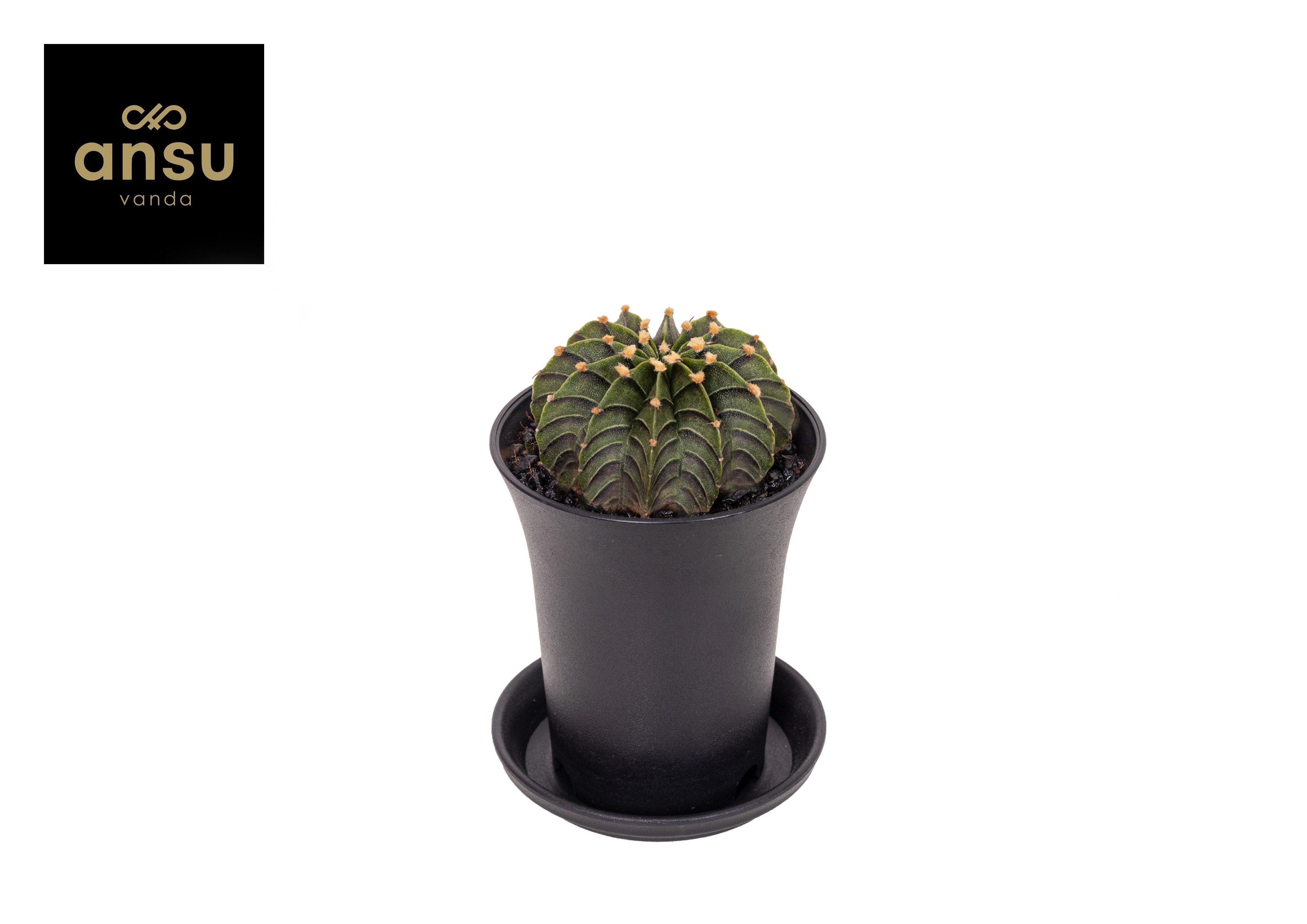 Picture of Gymno Cactus Green Stripe P7.5 13CM