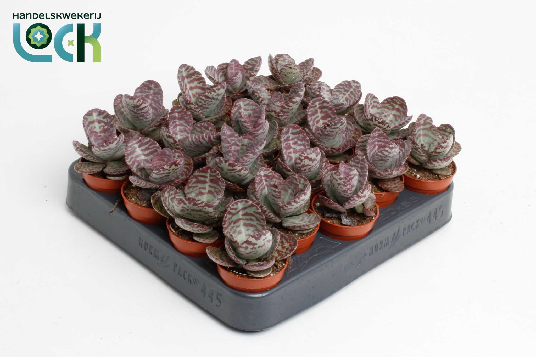 Succulenten Overig 505Ø 10cm