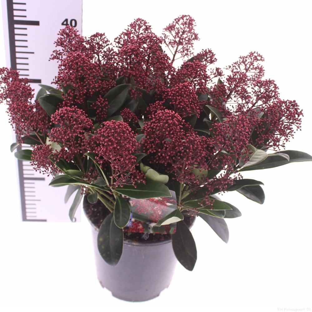 Picture of Skimmia jap. 'Rubella'